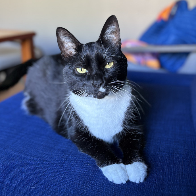 Purrtsburgh Cat Sitting