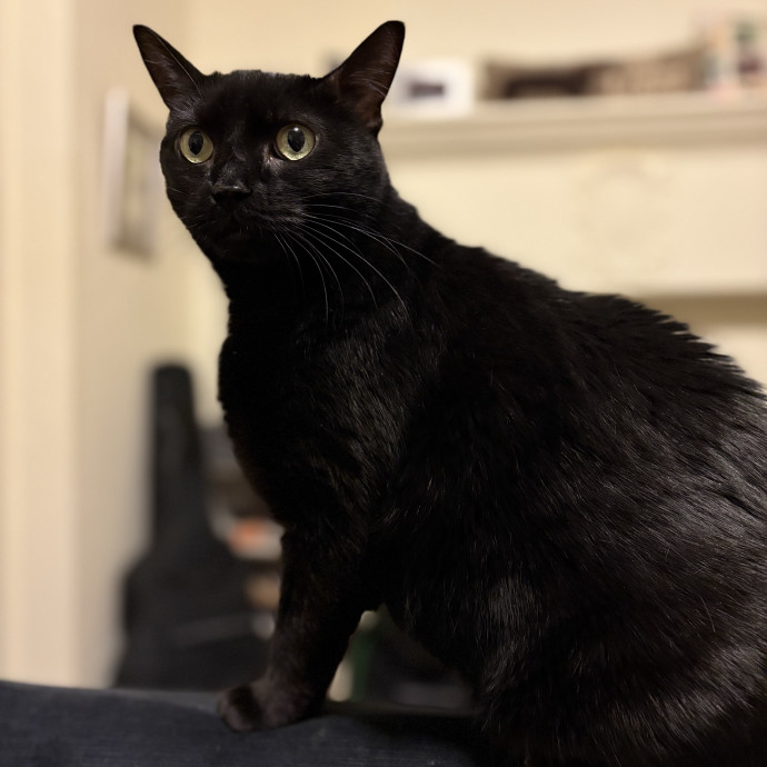 Purrtsburgh Cat Sitting