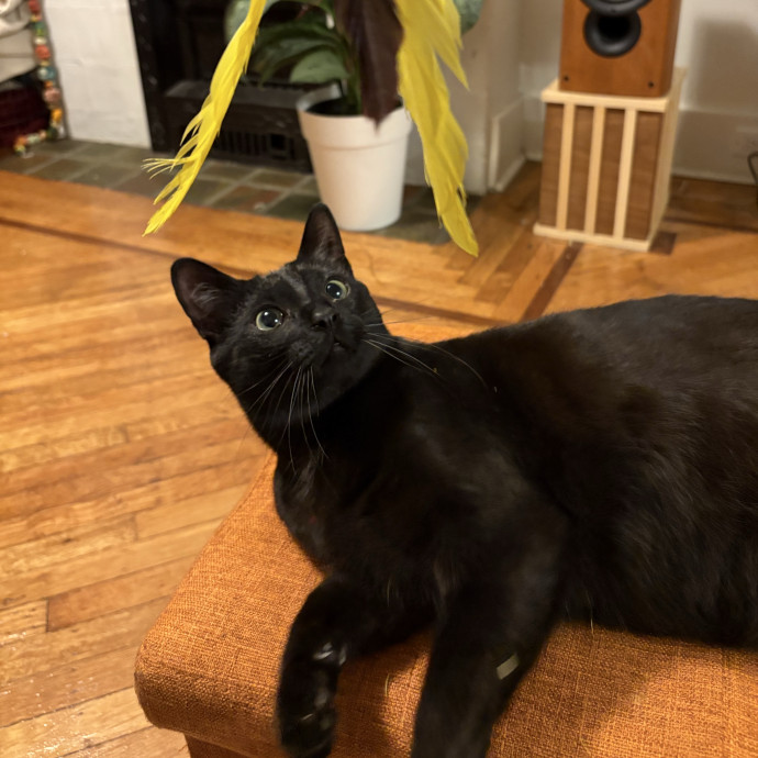 Purrtsburgh Cat Sitting