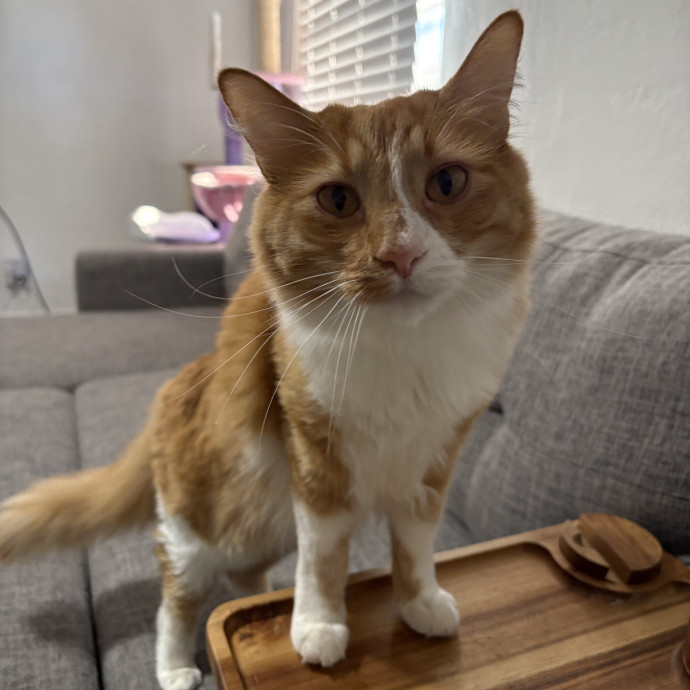 Purrtsburgh Cat Sitting