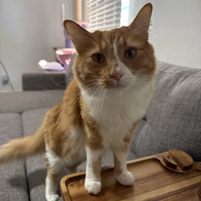 Purrtsburgh Cat Sitting