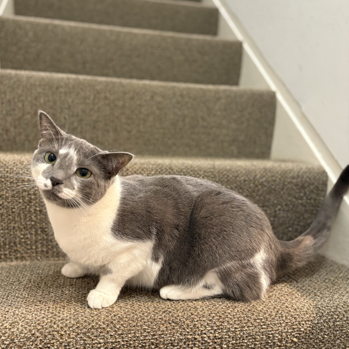 Purrtsburgh Cat Sitting