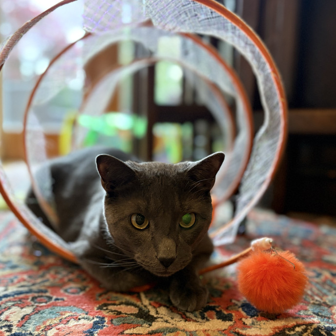 Purrtsburgh Cat Sitting
