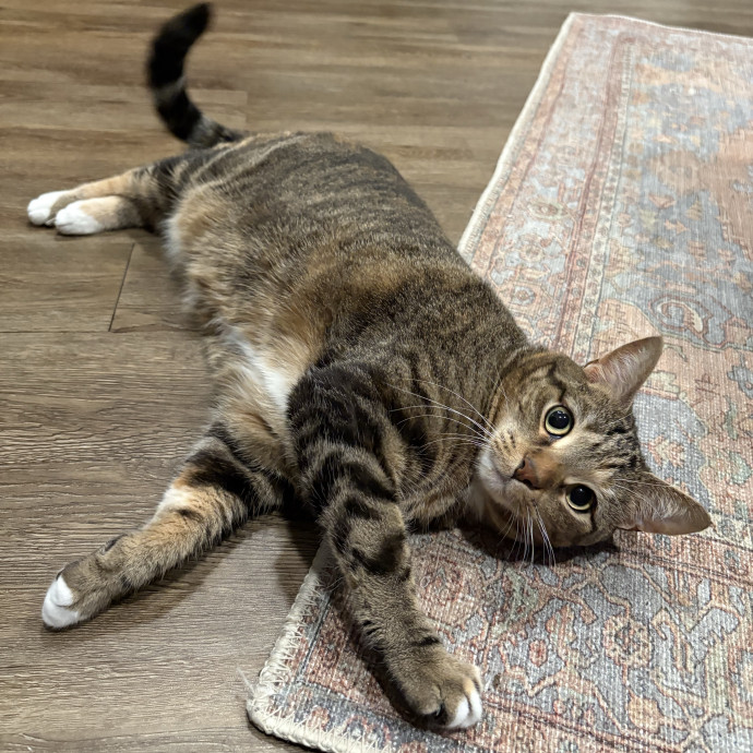 Purrtsburgh Cat Sitting