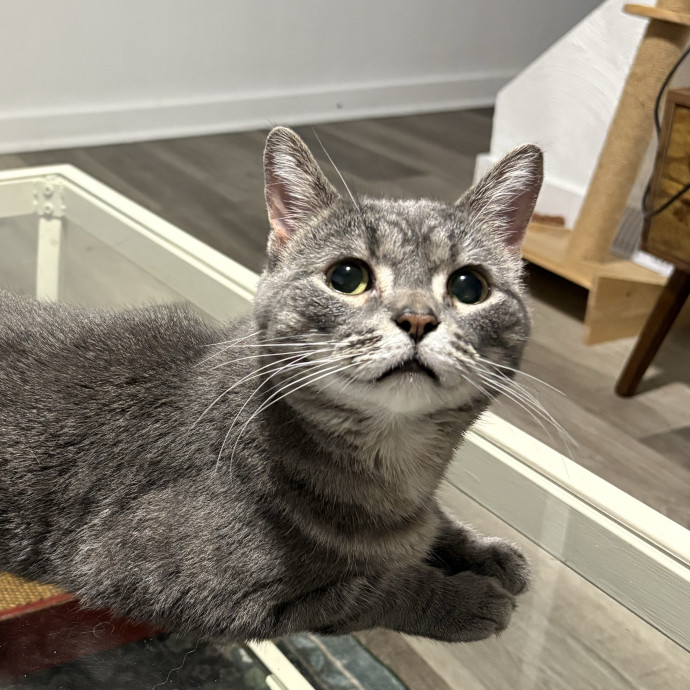 Purrtsburgh Cat Sitting