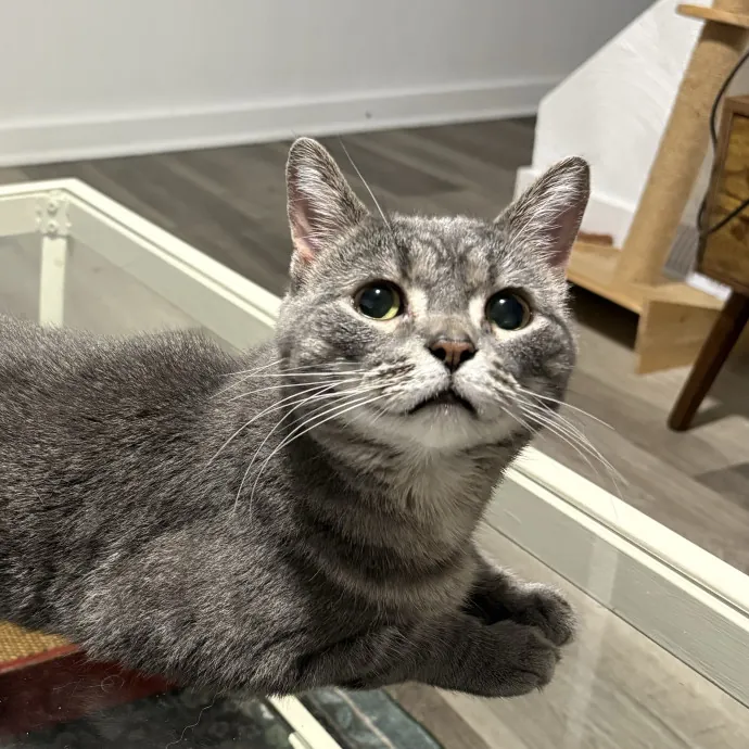 Purrtsburgh Cat Sitting