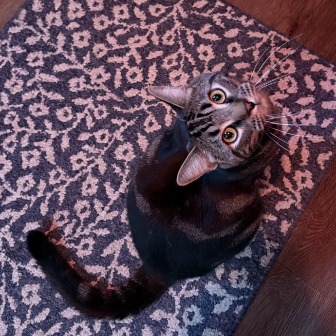 Purrtsburgh Cat Sitting