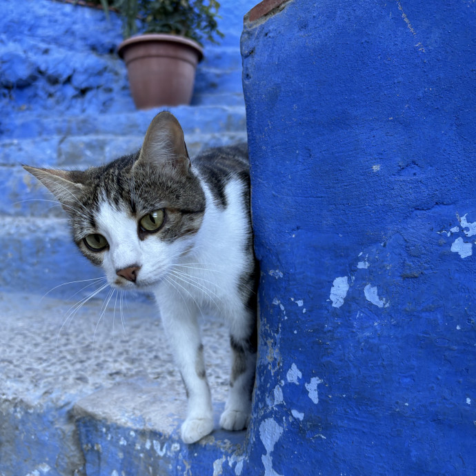 Purrtsburgh Cat Sitting photo 3