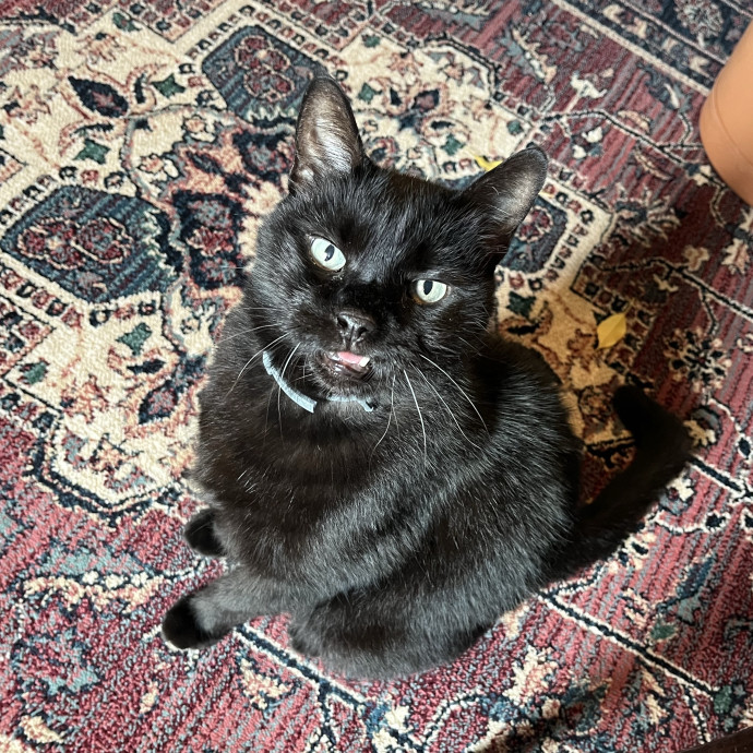 Purrtsburgh Cat Sitting photo 2
