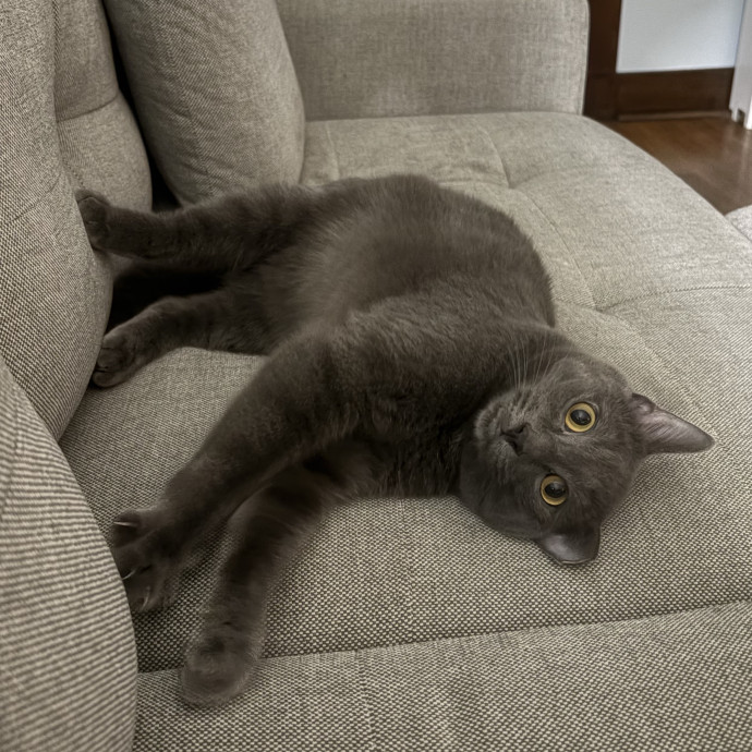 Purrtsburgh Cat Sitting