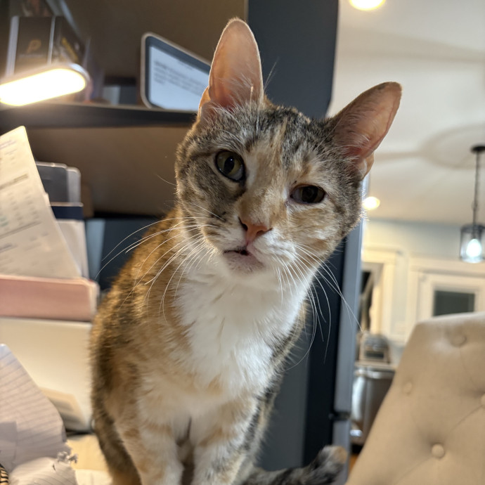 Purrtsburgh Cat Sitting
