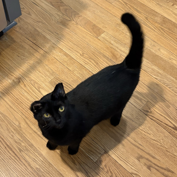 Purrtsburgh Cat Sitting