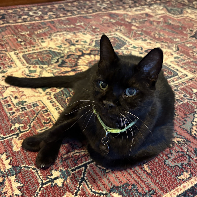 Purrtsburgh Cat Sitting