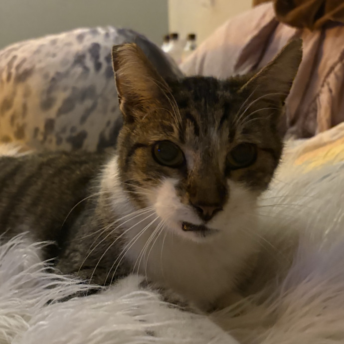 Purrtsburgh Cat Sitting