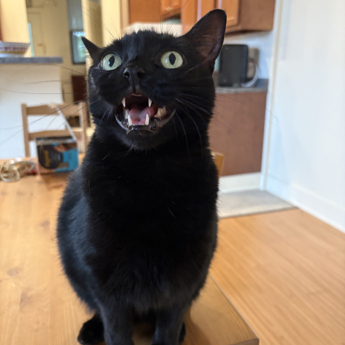 Purrtsburgh Cat Sitting