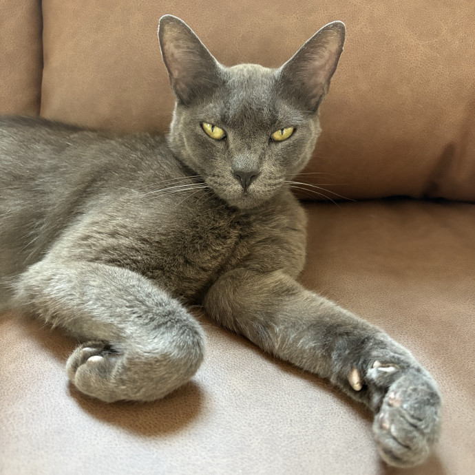 Purrtsburgh Cat Sitting