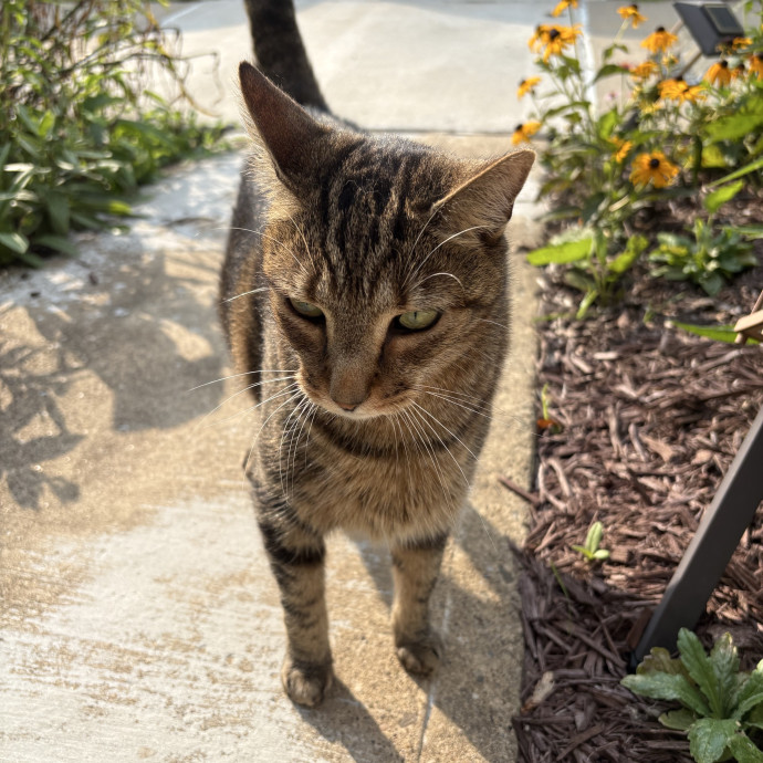 Purrtsburgh Cat Sitting