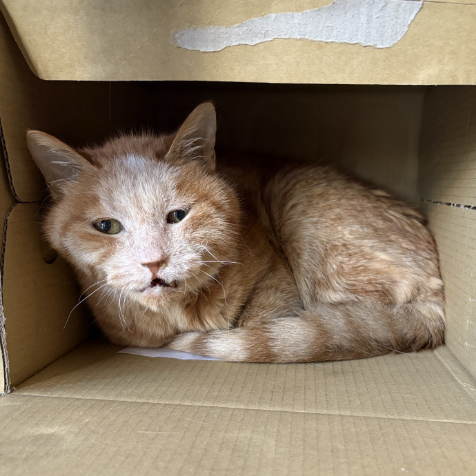 Purrtsburgh Cat Sitting photo 3