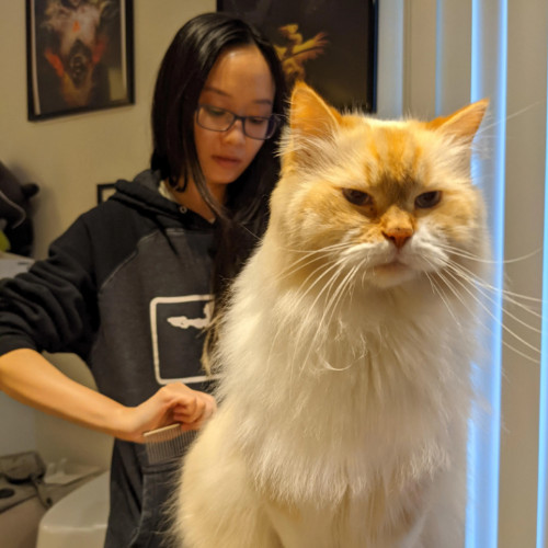 Irvine Cat Sitter
