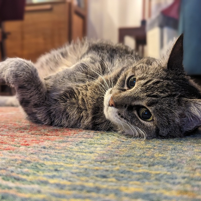 Caring And Patient Cat Dad