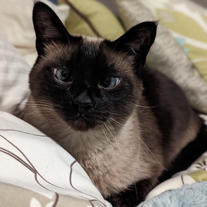 Caring And Patient Cat Dad photo 3