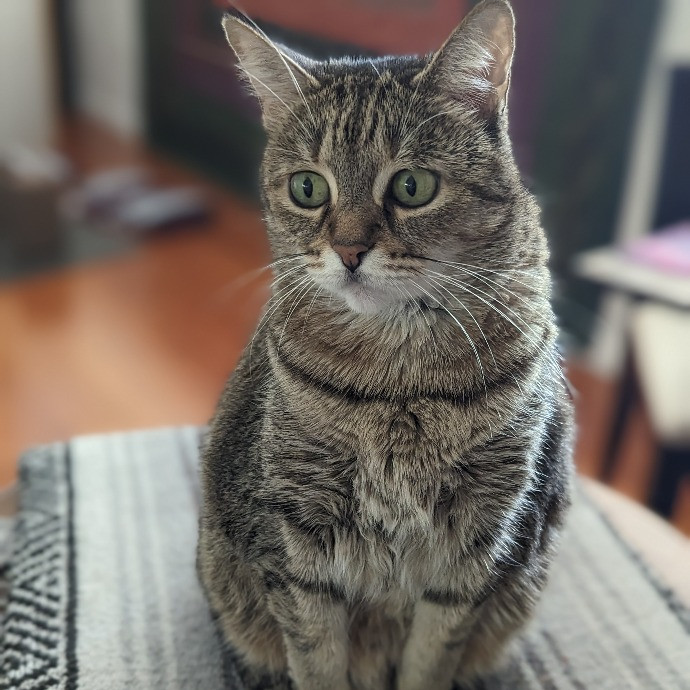 Caring And Patient Cat Dad photo 2