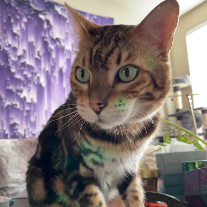 Violet Meowvelous Cat Sitter Adventures