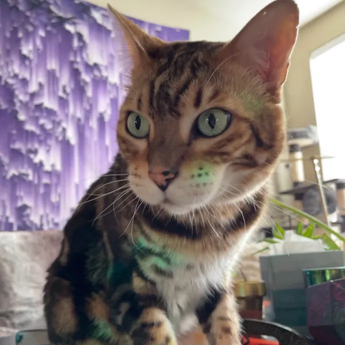 Violet Meowvelous Cat Sitter Adventures