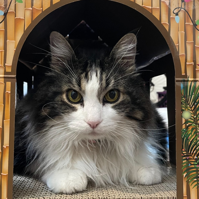 Violet Meowvelous Cat Sitter Adventures
