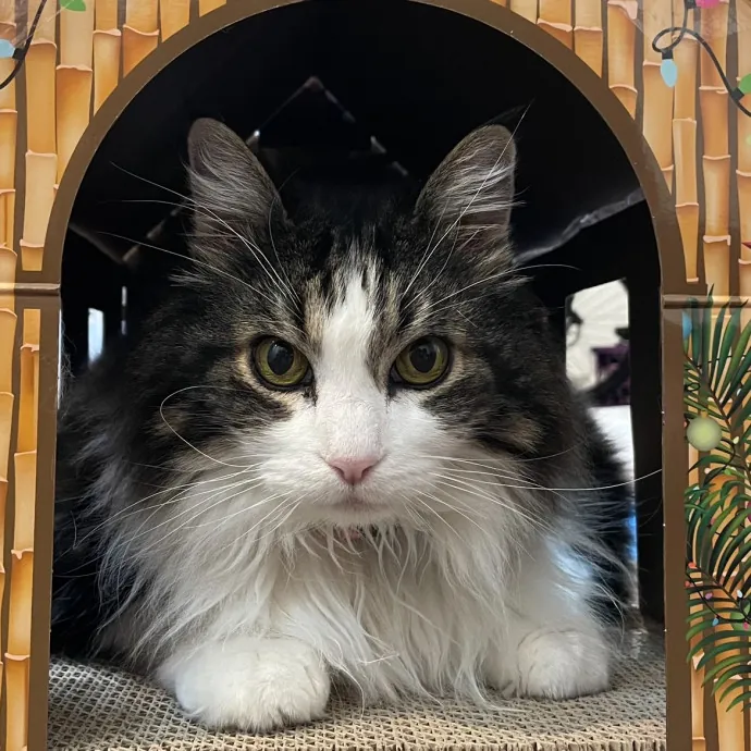 Violet Meowvelous Cat Sitter Adventures