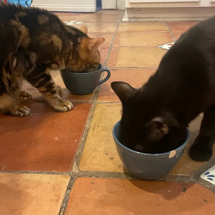 Violet Meowvelous Cat Sitter Adventures