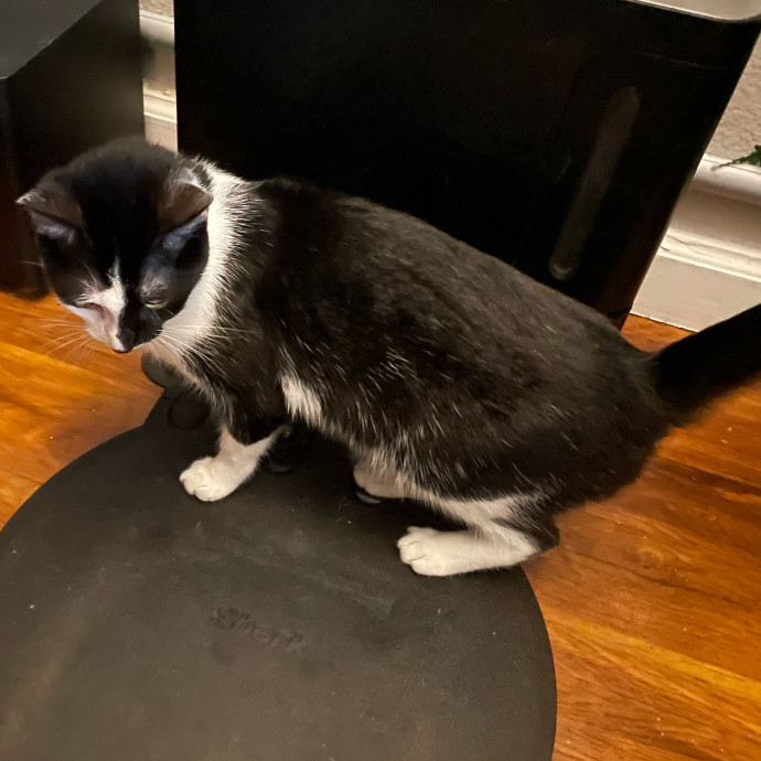 Violet Meowvelous Cat Sitter Adventures