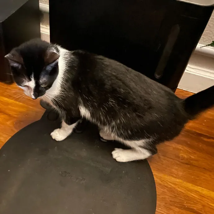 Violet Meowvelous Cat Sitter Adventures