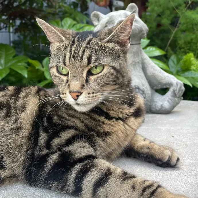 Violet Meowvelous Cat Sitter Adventures