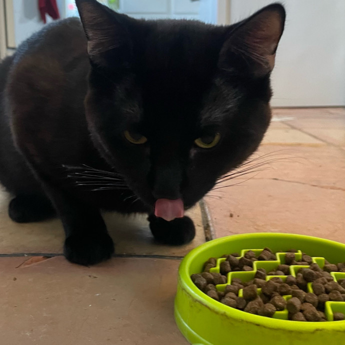 Violet Meowvelous Cat Sitter Adventures