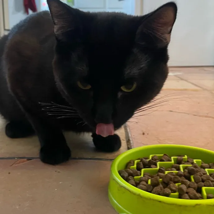 Violet Meowvelous Cat Sitter Adventures