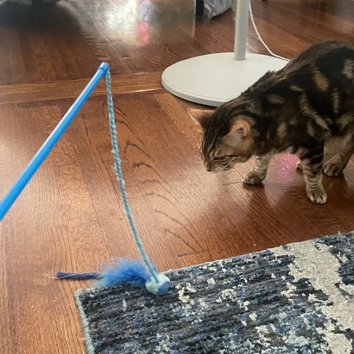 Violet Meowvelous Cat Sitter Adventures