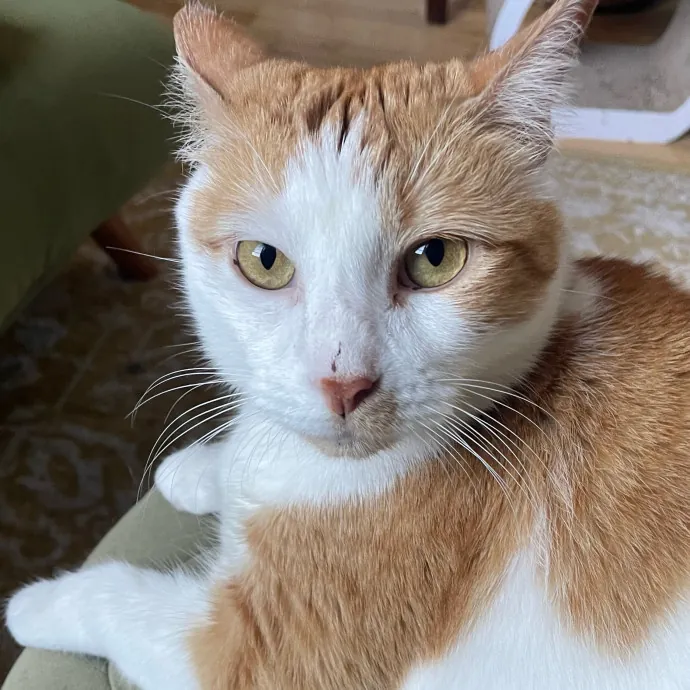 Violet Meowvelous Cat Sitter Adventures