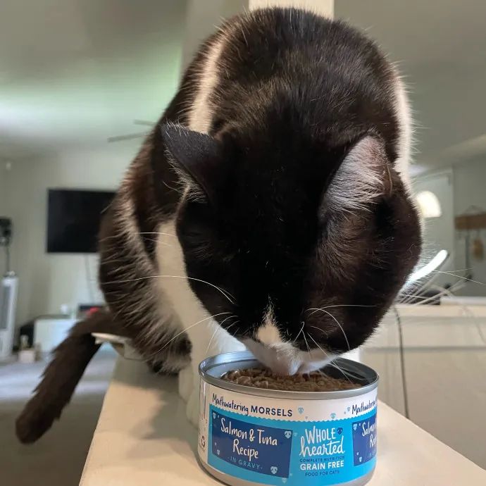 Violet Meowvelous Cat Sitter Adventures