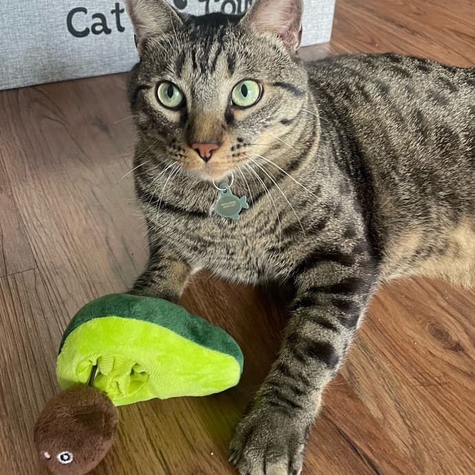 Violet Meowvelous Cat Sitter Adventures