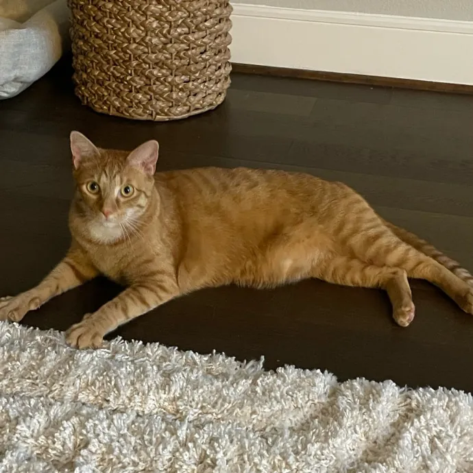 Violet Meowvelous Cat Sitter Adventures