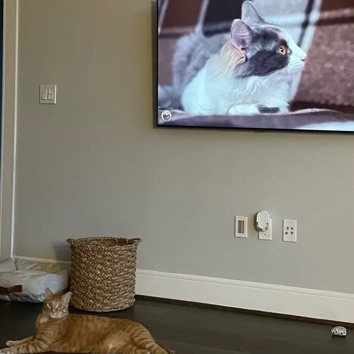 Violet Meowvelous Cat Sitter Adventures