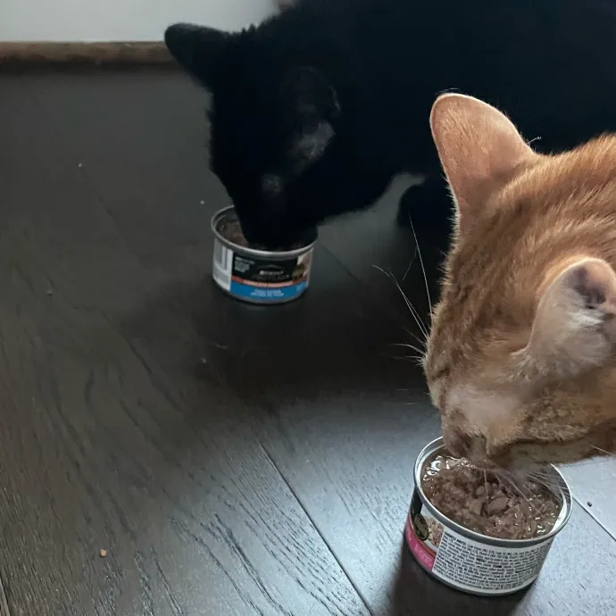 Violet Meowvelous Cat Sitter Adventures