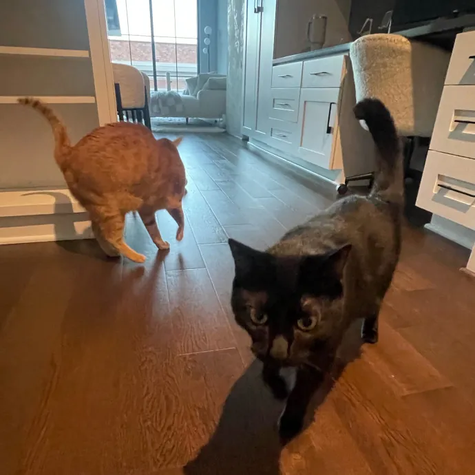 Violet Meowvelous Cat Sitter Adventures