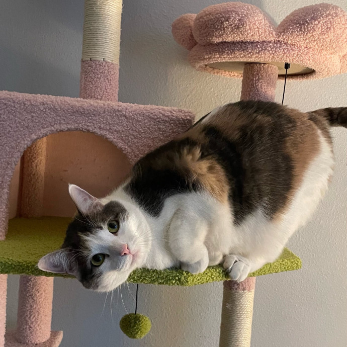 Violet Meowvelous Cat Sitter Adventures