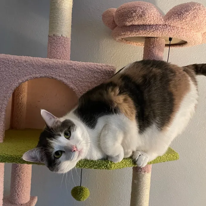 Violet Meowvelous Cat Sitter Adventures