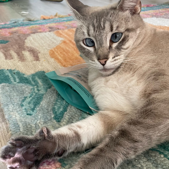 Violet Meowvelous Cat Sitter Adventures