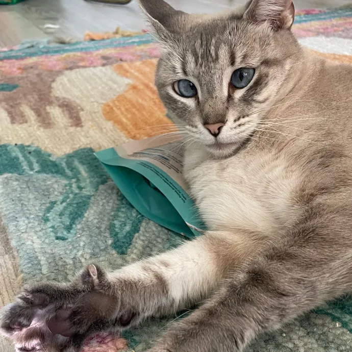 Violet Meowvelous Cat Sitter Adventures