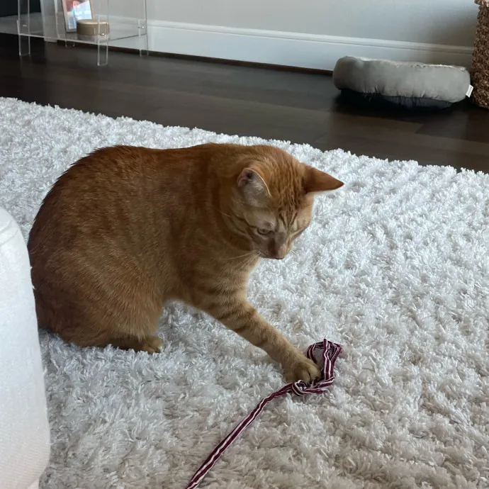 Violet Meowvelous Cat Sitter Adventures