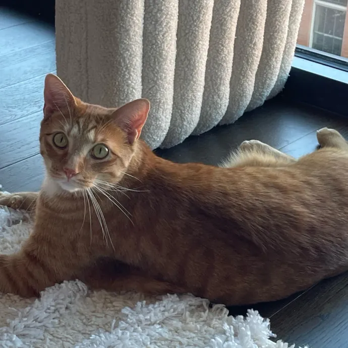 Violet Meowvelous Cat Sitter Adventures